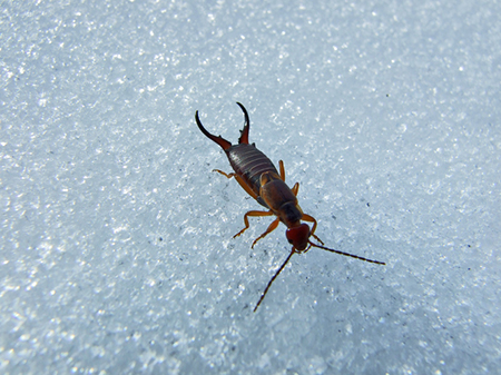 Earwigs