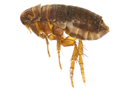 Fleas