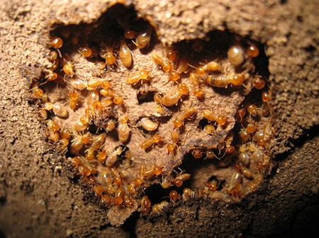 Termites