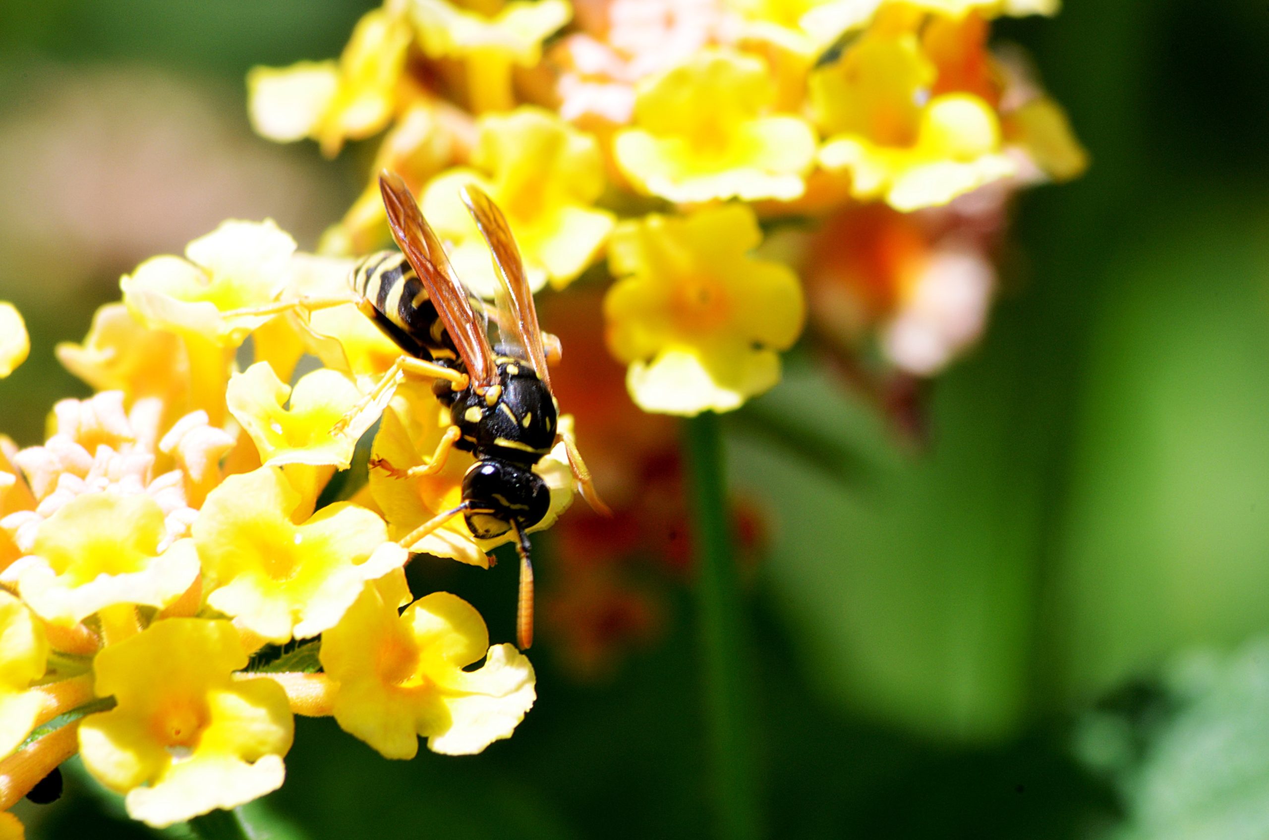 Common New Jersey Pests You Will Find This Summer