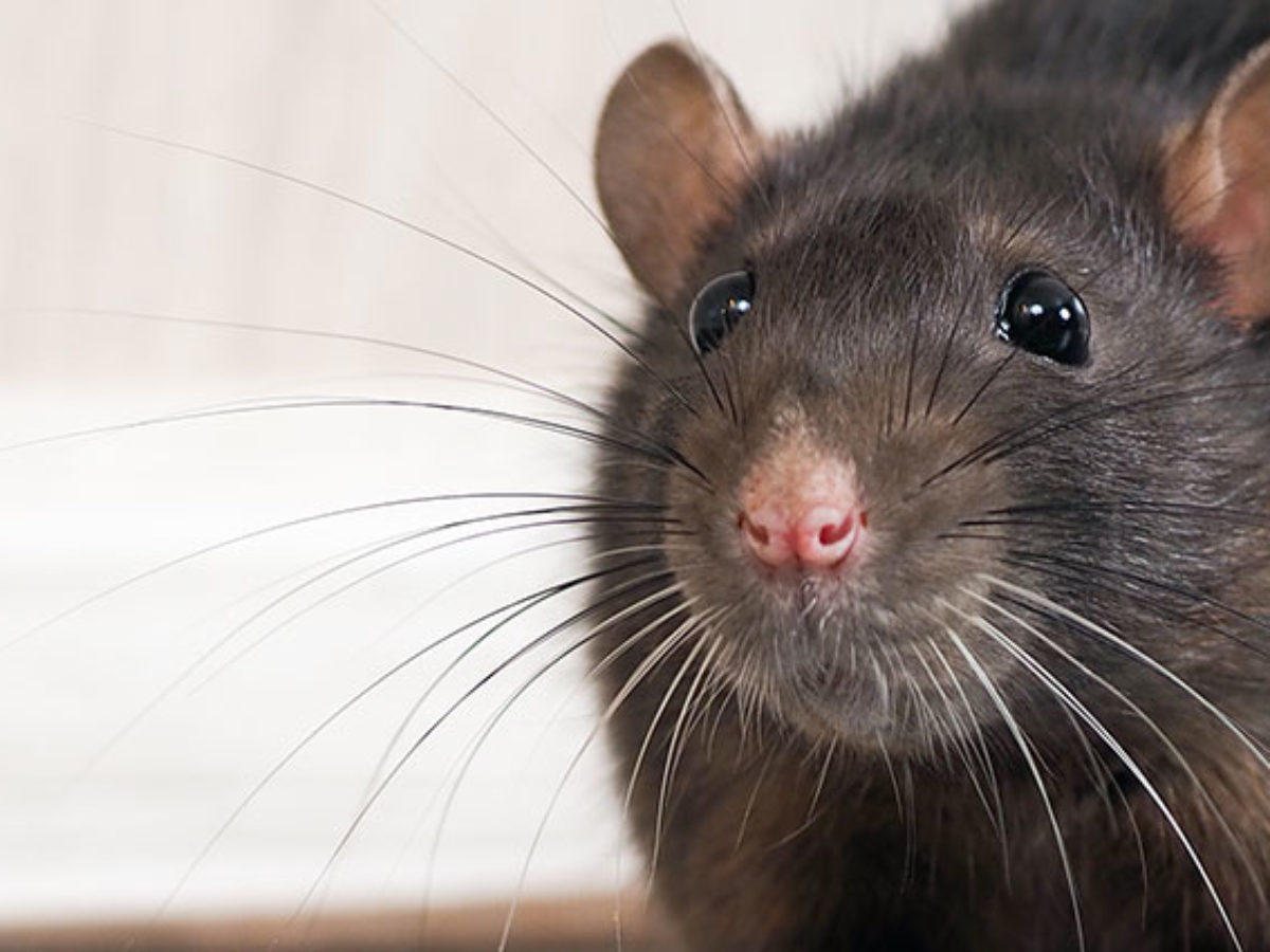 Are Rats Attracted To Dog Poop