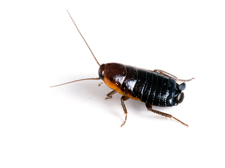 oriental cockroach