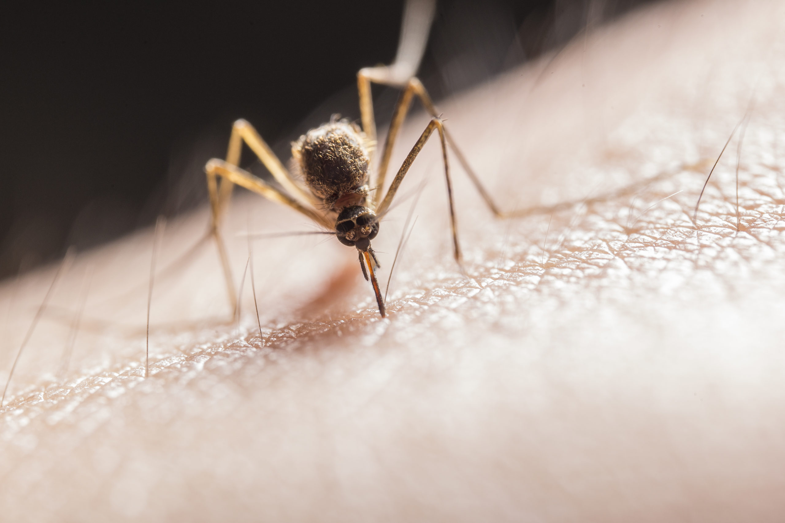 mosquito-biting-on-skin