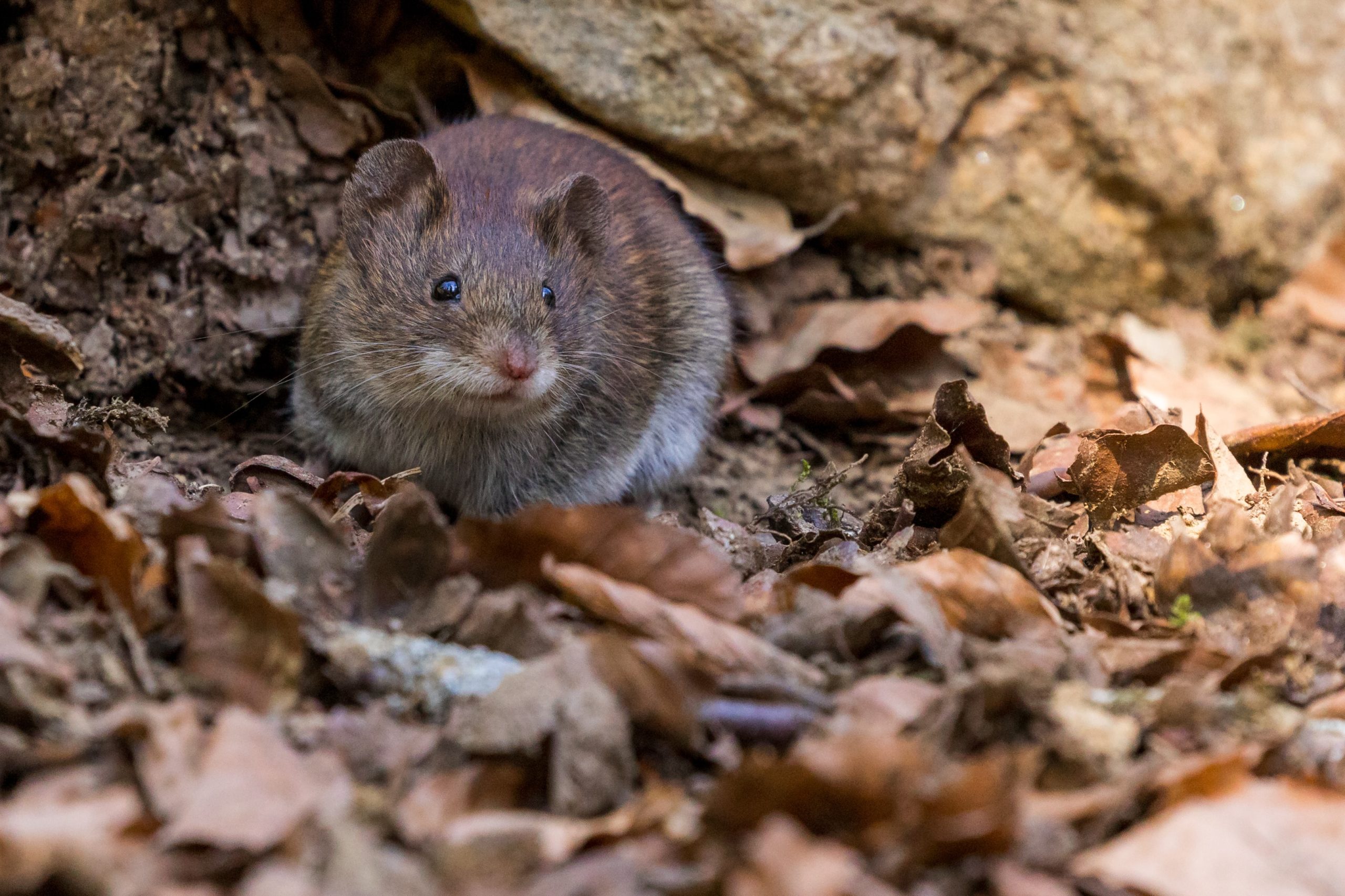 How to Keep Mice out of Your Shed