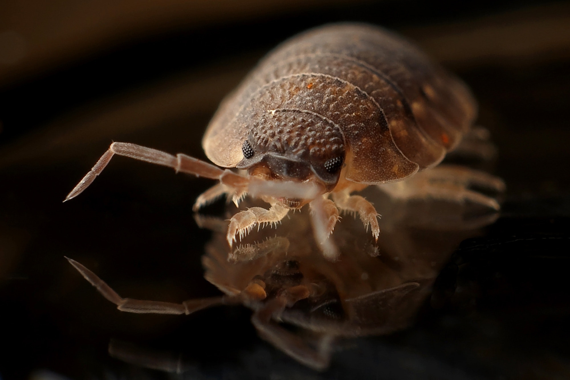 Top Tips for Treating Bed Bug Bites