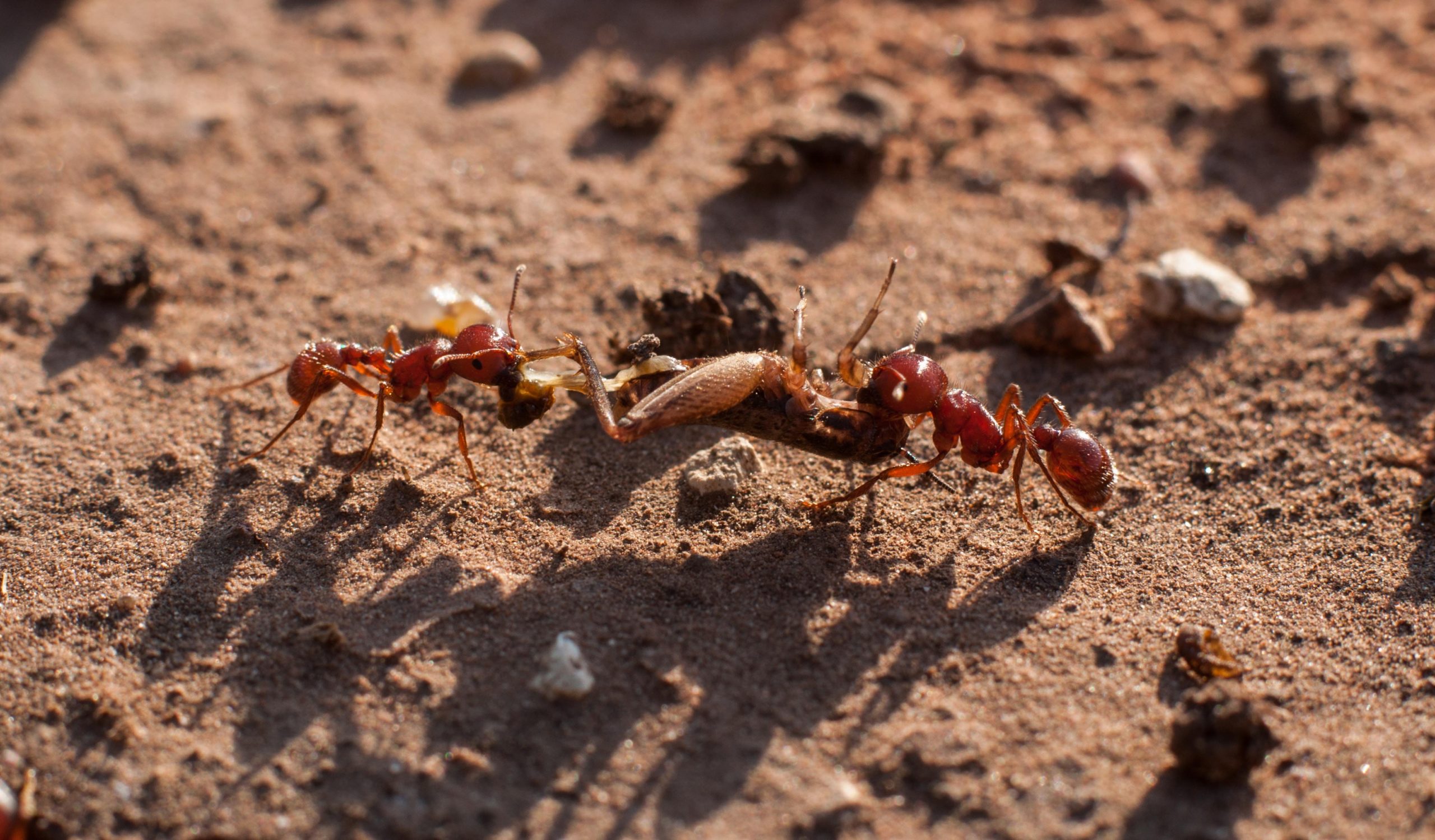 How to Prevent an Ant Infestation