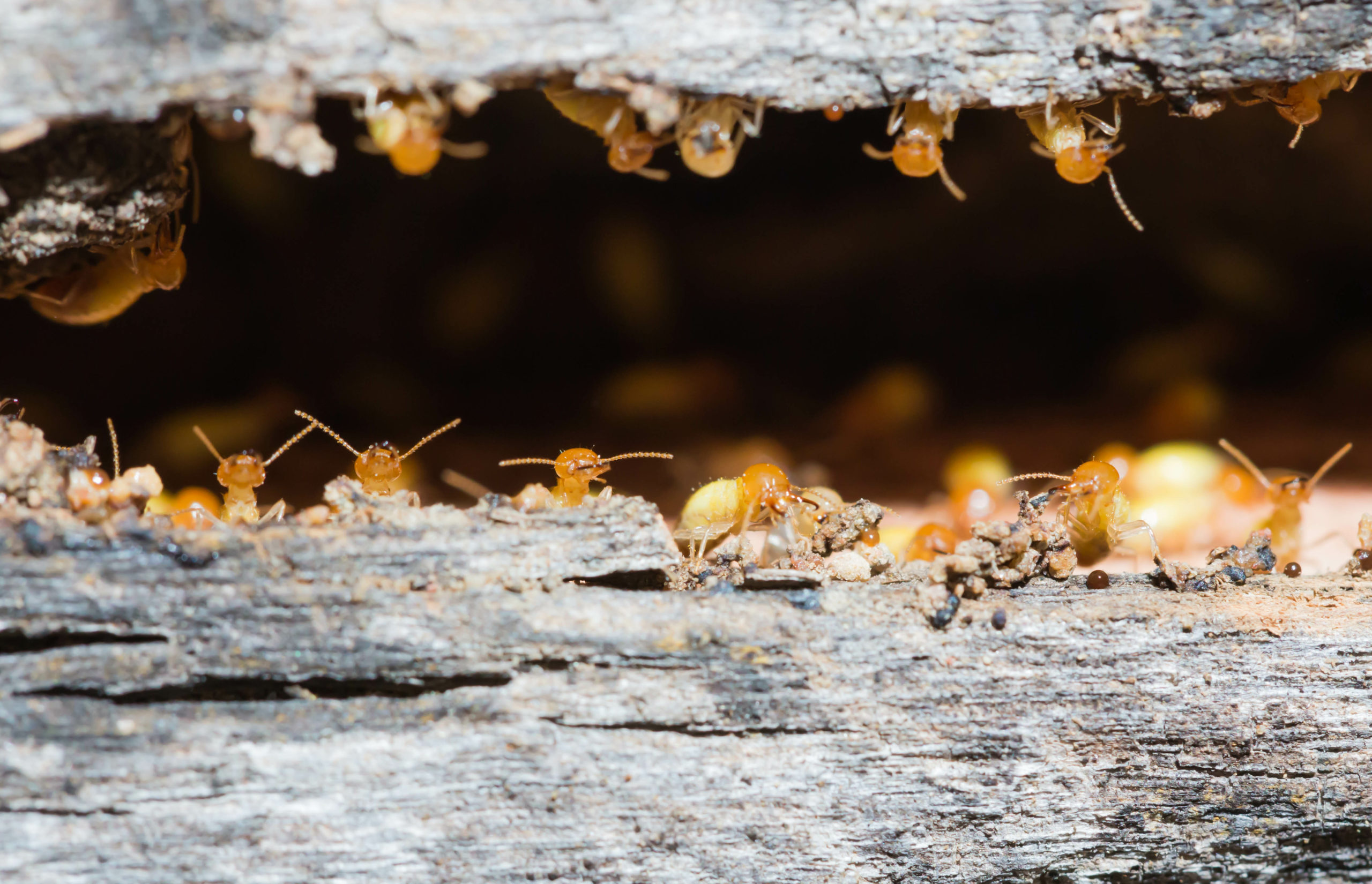 How to Ensure You’re Prepared for Termite Season