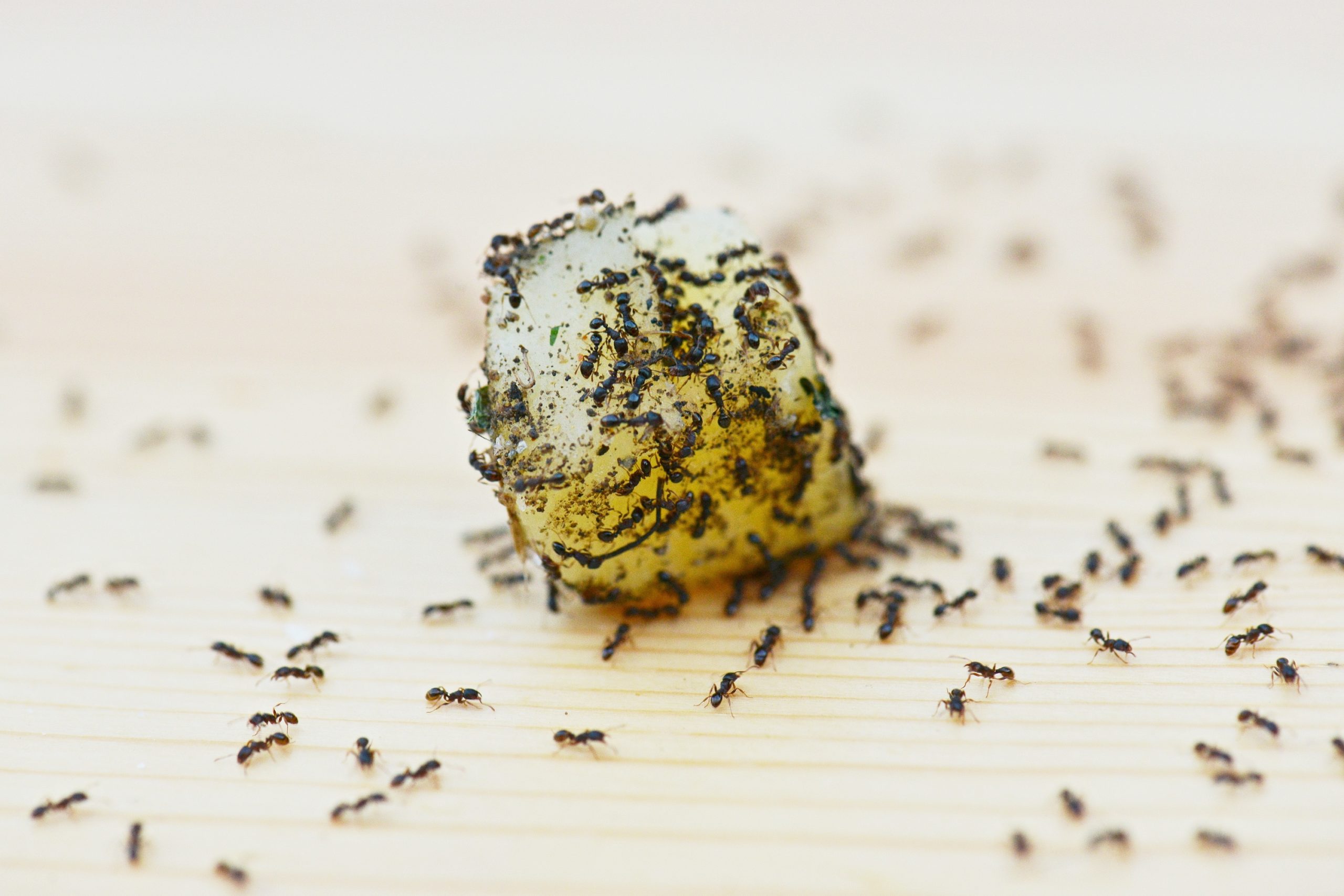 What Attracts Ants to Your Home?